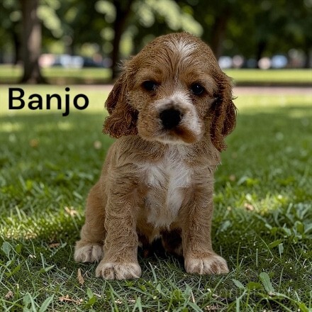 puppy, for, sale, Cocker Spaniel, Joe & Cherri  Overlease, dog, breeder, Miller, MO, dog-breeder, puppy-for-sale, forsale, nearby, find, puppyfind, locator, puppylocator, aca
